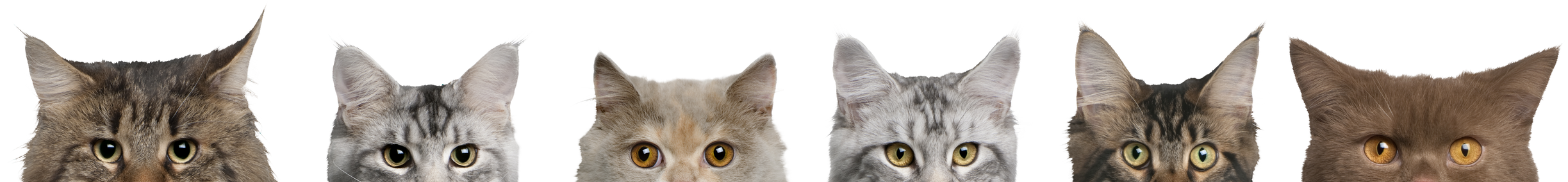 Maine Coons, 1 Year Old
